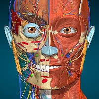 Anatomy Learning - 3D анатомический атлас