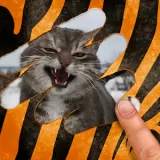 Animal Quiz 2015