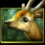 Forest HD FULL