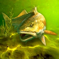 My Fishing World - Реальная рыбалка