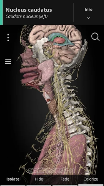 Anatomyka - 3D Anatomy Atlas - скриншот 1