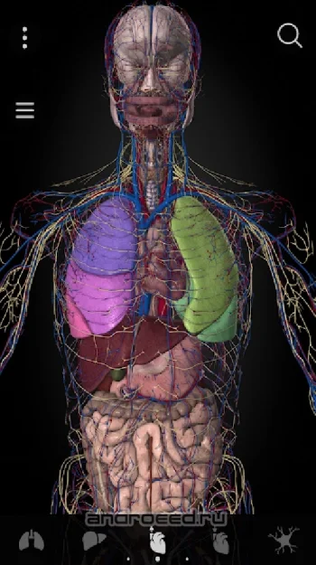 Anatomyka - 3D Anatomy Atlas - скриншот 3