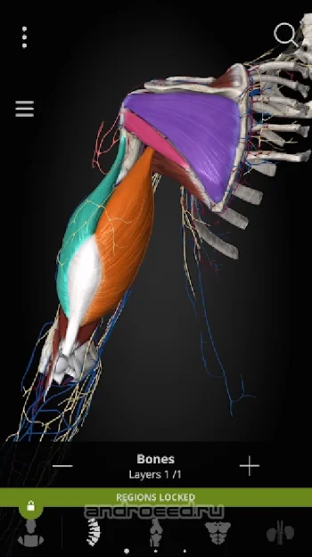 Anatomyka - 3D Anatomy Atlas - скриншот 4