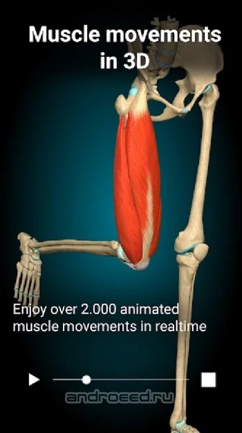 Anatomy Learning - 3D анатомический атлас - скриншот 2