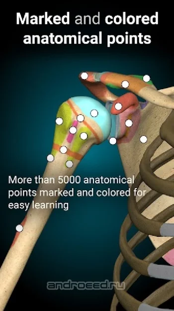 Anatomy Learning - 3D анатомический атлас - скриншот 3
