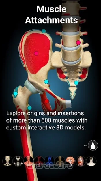 Anatomy Learning - 3D анатомический атлас - скриншот 4