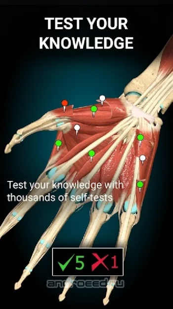 Anatomy Learning - 3D анатомический атлас - скриншот 5