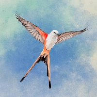 Wingspan (Крылья)